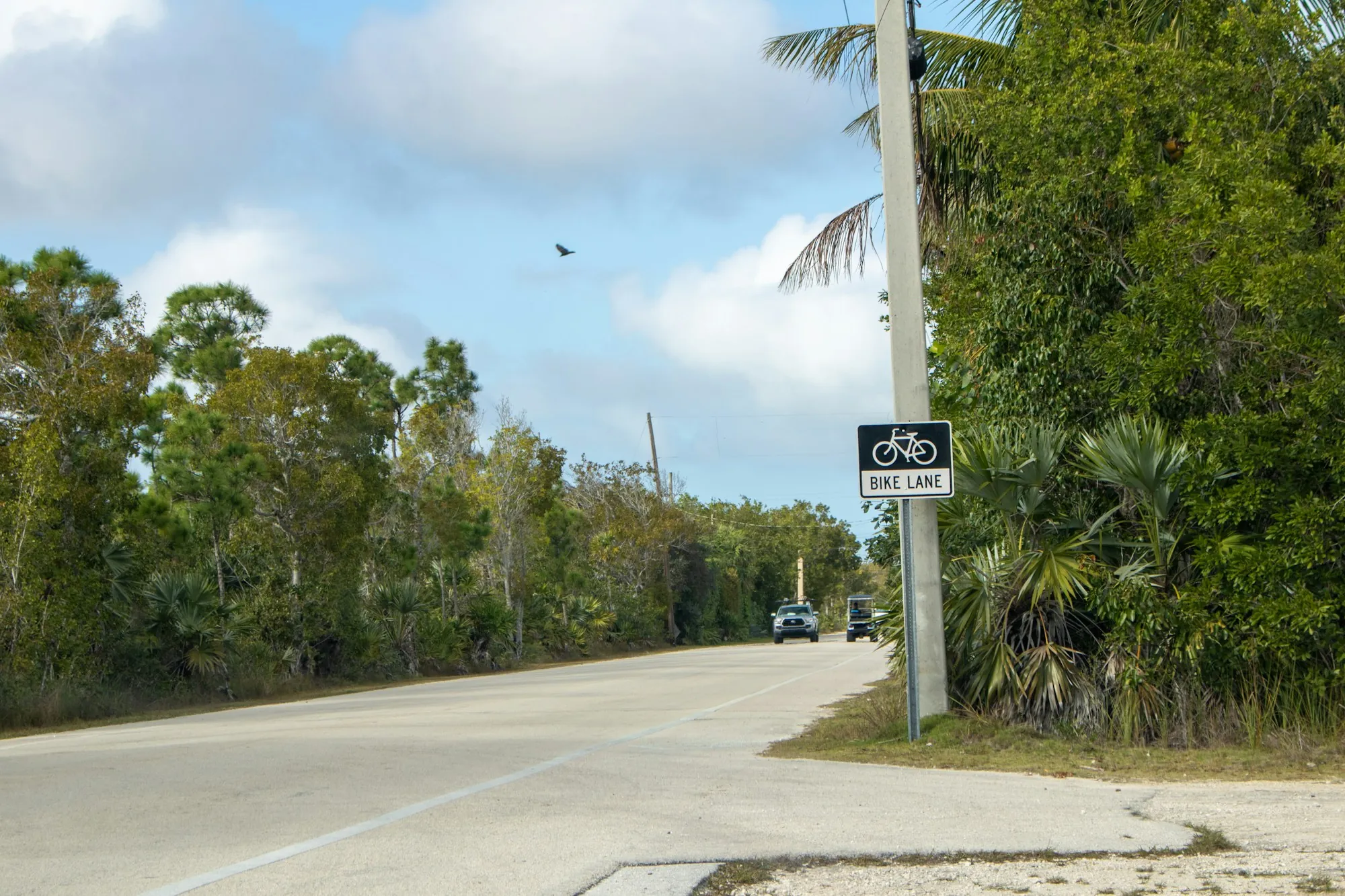 Quiet Florida road lined with green trees and a bike lane sign